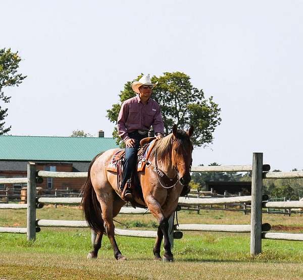 athletic-percheron-horse