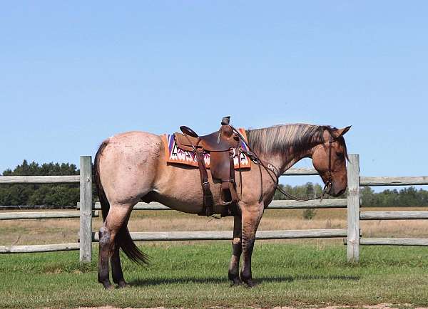 flashy-percheron-horse