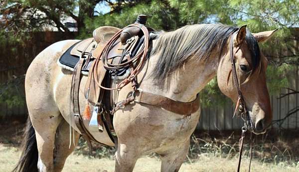 husband-safe-percheron-horse