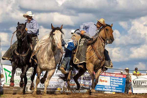 parade-percheron-horse