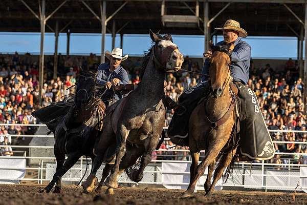 performance-percheron-horse