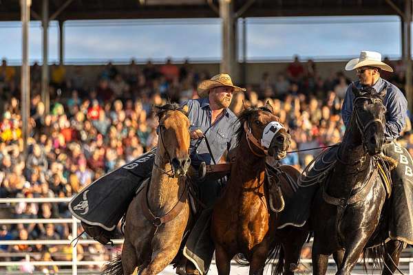 ranch-versatility-percheron-horse