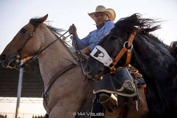 ranch-work-percheron-horse