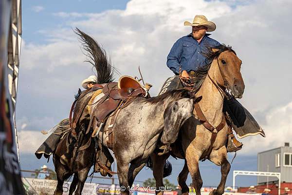 rodeo-percheron-horse