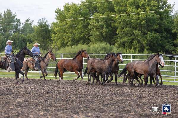 roping-percheron-horse