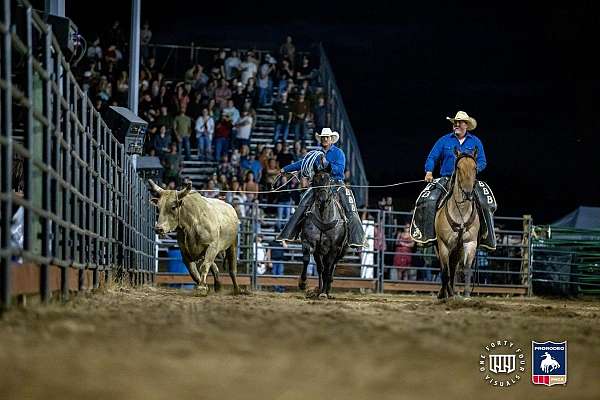 team-penning-percheron-horse