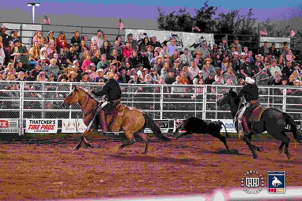 trail-riding-percheron-horse