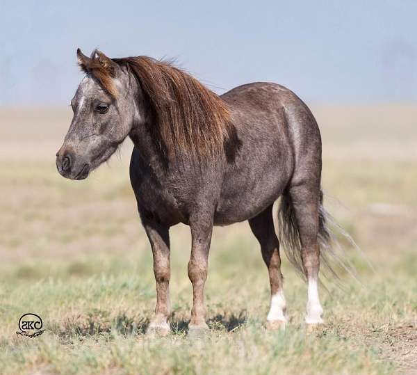 beginner-pony