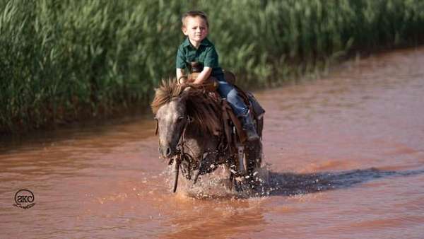 driving-pony