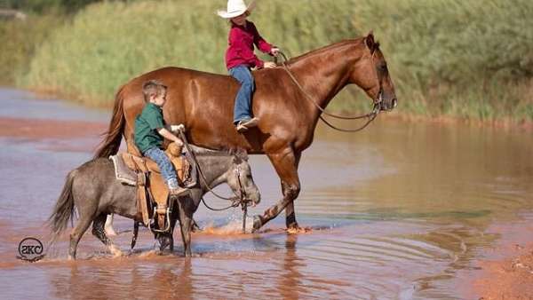 kid-safe-pony