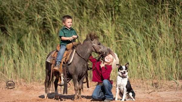 playday-pony