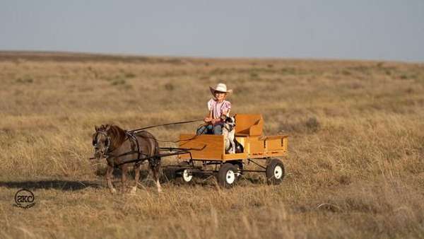 grey-pony-gelding