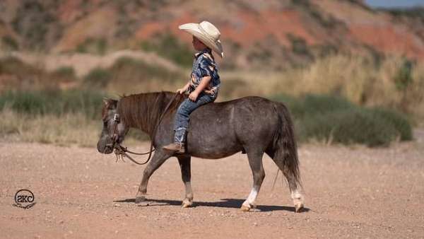 ridden-western-pony