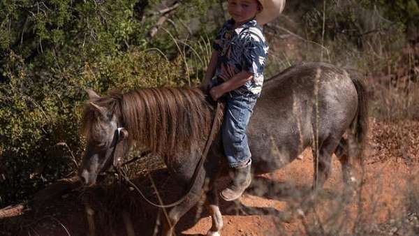 trail-riding-pony