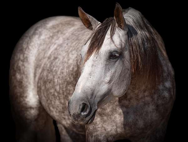 athletic-quarter-horse