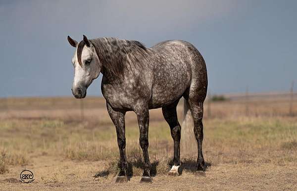 husband-safe-quarter-horse