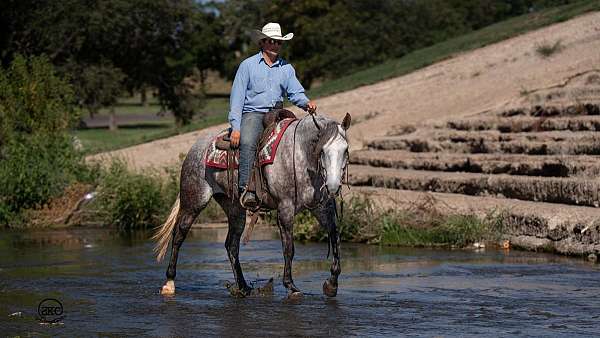 jumping-quarter-horse