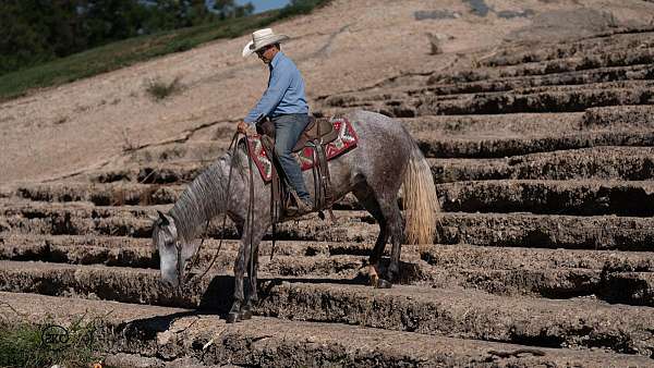 performance-quarter-horse