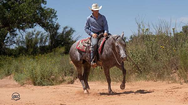 ranch-versatility-quarter-horse