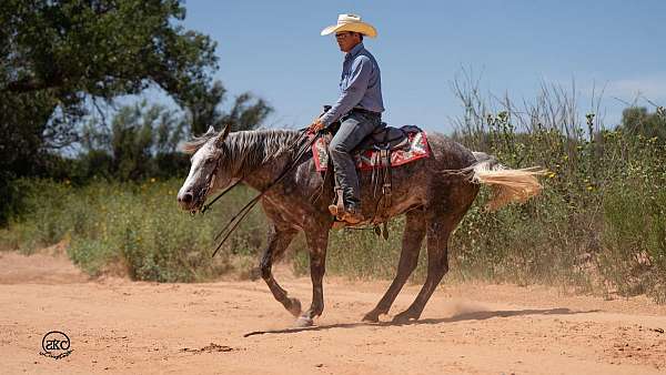 ranch-work-quarter-horse