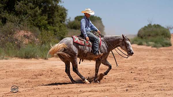 ridden-english-quarter-horse