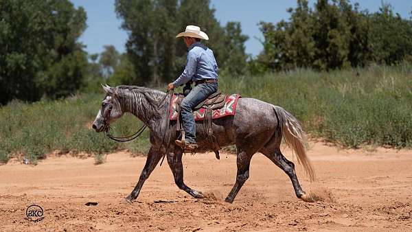 ridden-western-quarter-horse