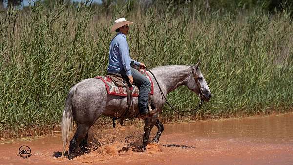 rodeo-quarter-horse