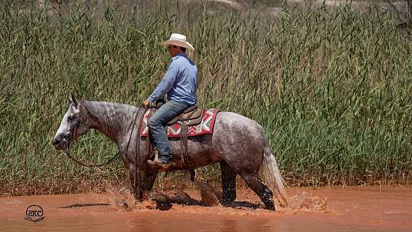 show-quarter-horse