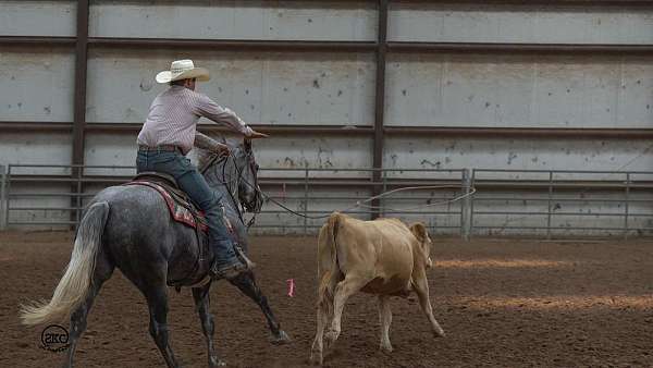 working-cattle-quarter-horse