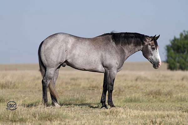 beginner-quarter-horse