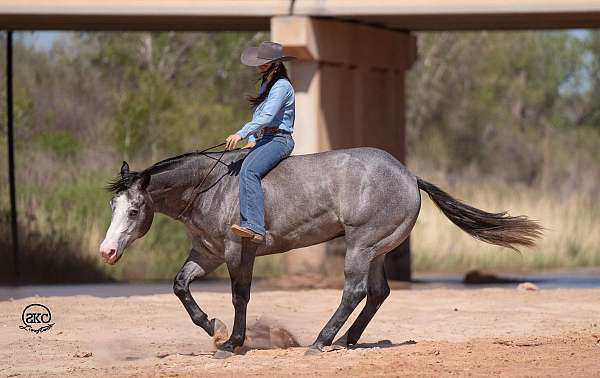 performance-quarter-horse