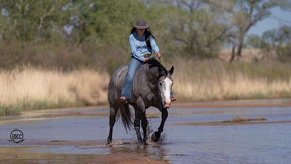 ranch-versatility-quarter-horse