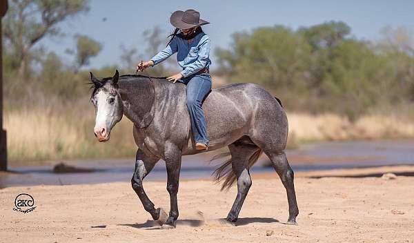 ranch-work-quarter-horse