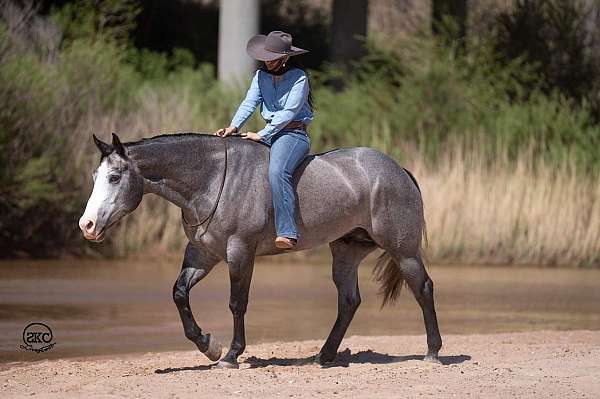 reining-quarter-horse