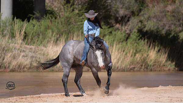 trail-riding-quarter-horse