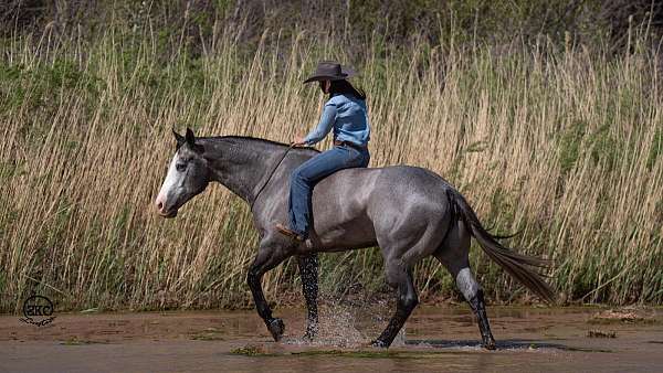 western-riding-quarter-horse