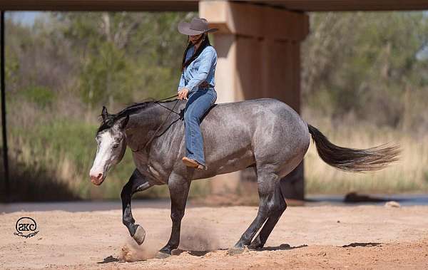 grey-all-around-horse