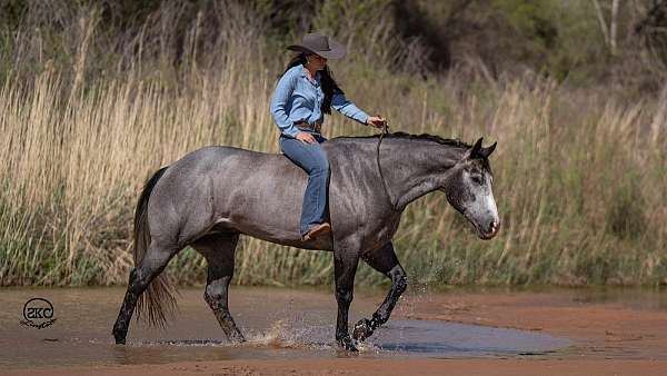 grey-quarter-horse-gelding