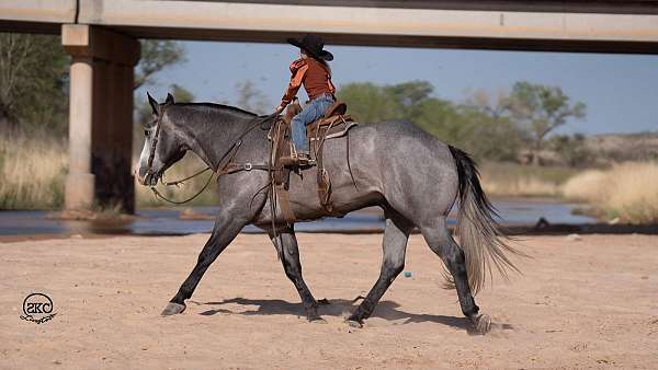 working-cattle-quarter-horse