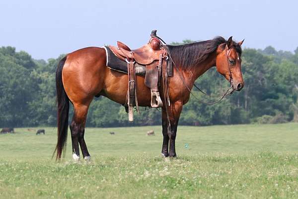 athletic-quarter-horse