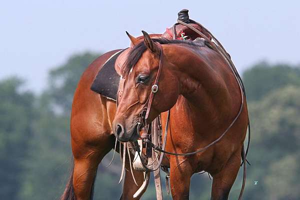 flashy-quarter-horse