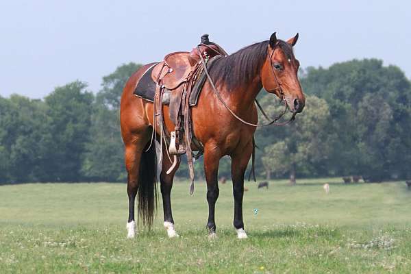 kid-safe-quarter-horse