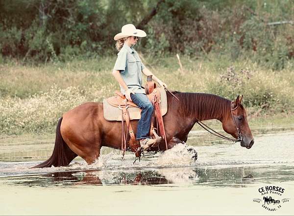 parade-quarter-horse