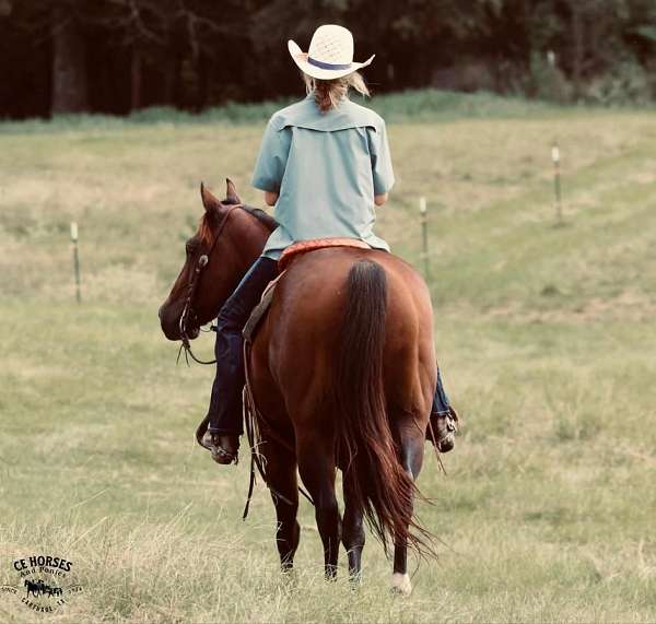 ranch-work-quarter-horse