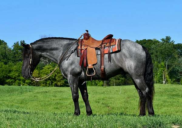 athletic-draft-horse