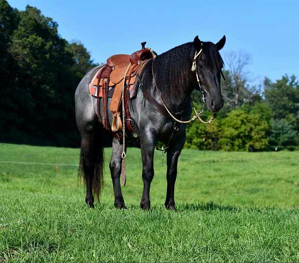 companion-draft-horse