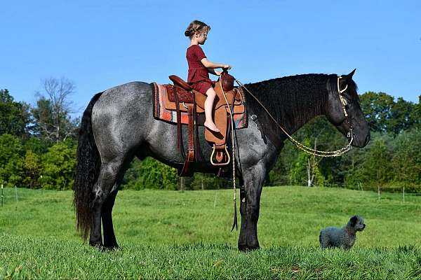 parade-draft-horse