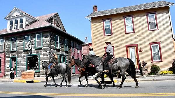 ranch-versatility-draft-horse