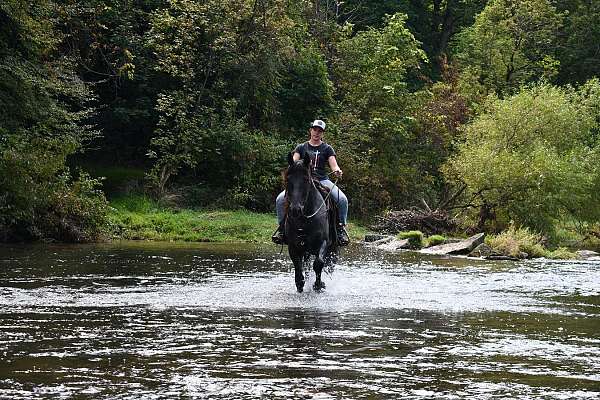 performance-draft-horse