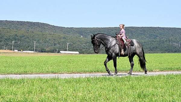 ranch-work-draft-horse